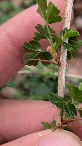 Ribes echinellum, photograph 5