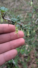 Ribes echinellum, photograph (c) dsiripoonsup, some rights reserved (CC BY)