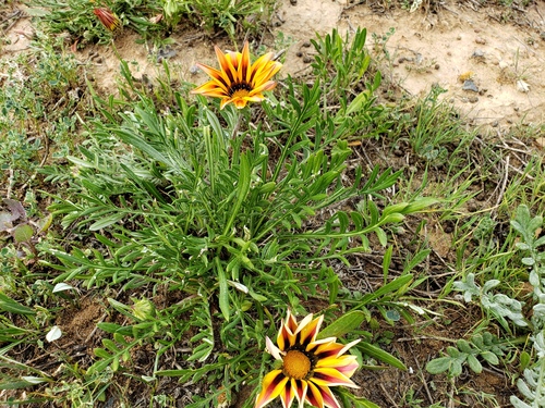 Gazania linearis