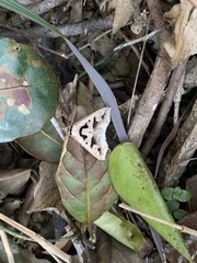 Tephriopis divulsa