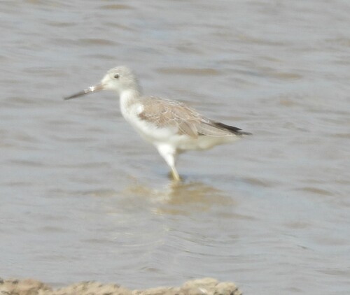 Nordmann's Greenshank (Tringa guttifer), photo 5