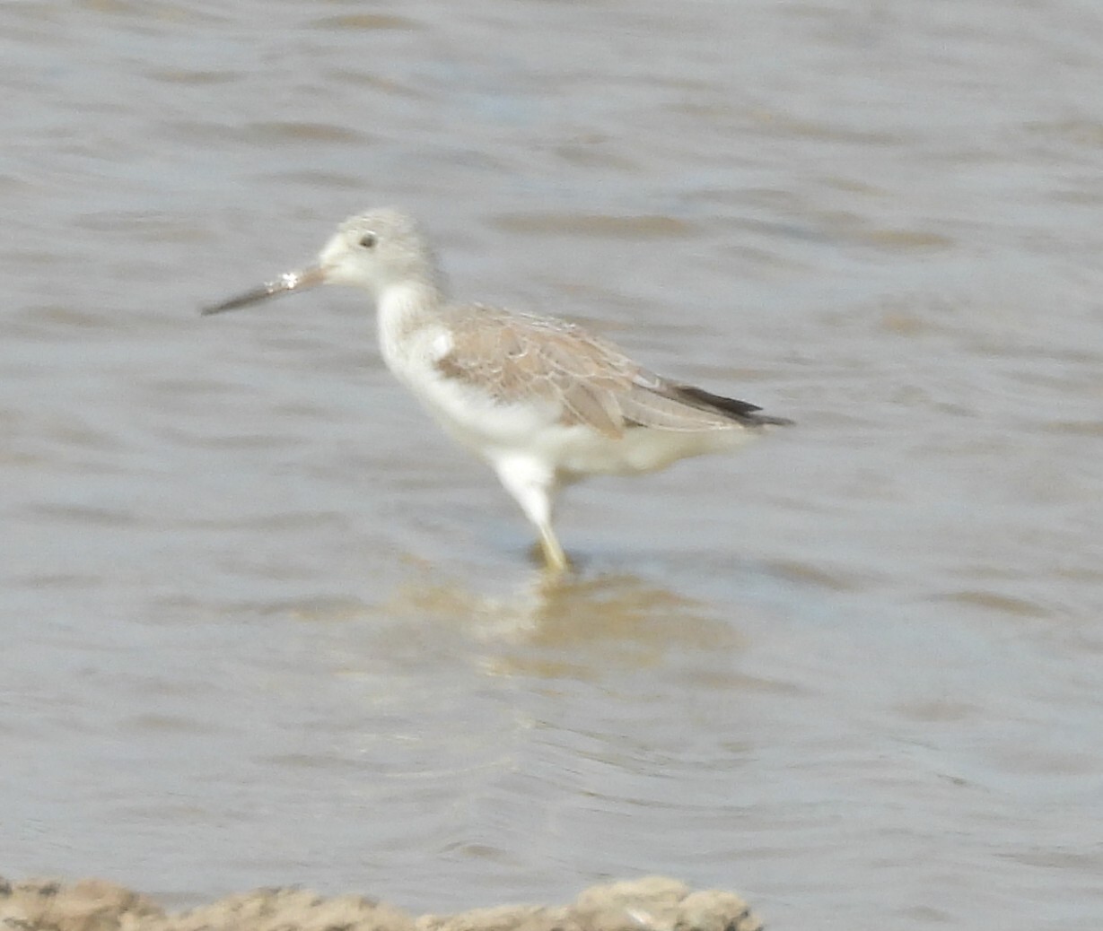 Nordmann's Greenshank (Tringa guttifer), photo 6
