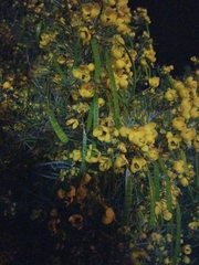 Senna artemisioides artemisioides