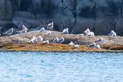 Larus brachyrhynchus
