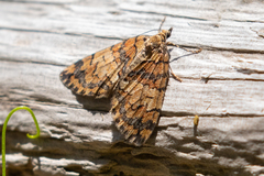 Hydriomena californiata