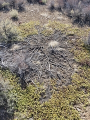 Ceanothus prostratus prostratus