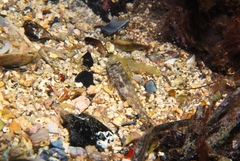 Nesogobius pulchellus