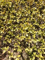 Ceanothus prostratus prostratus