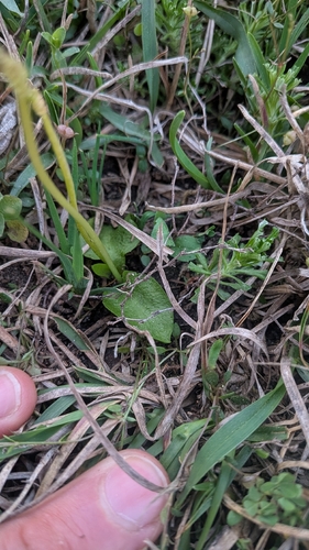 bulbous adder's-tongue (Ophioglossum crotalophoroides)
