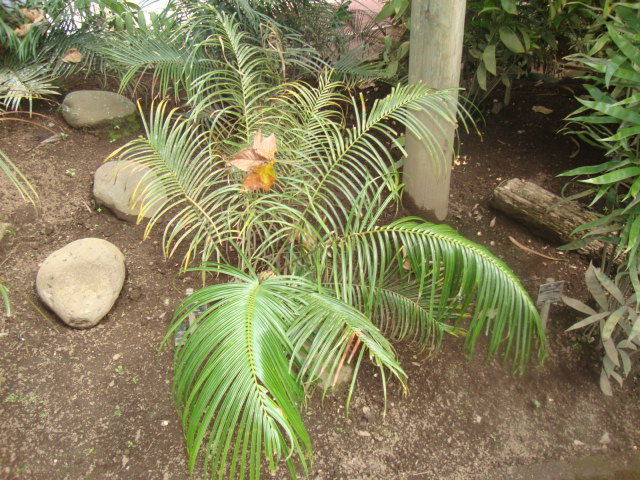 Ceratozamia sabatoi