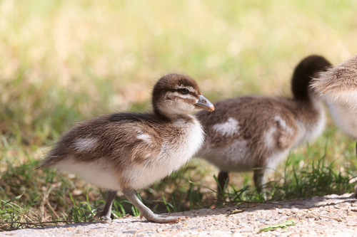 Australian Wood Duck, photo 10 of 10