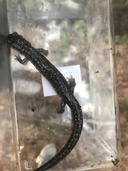 Plethodon glutinosus