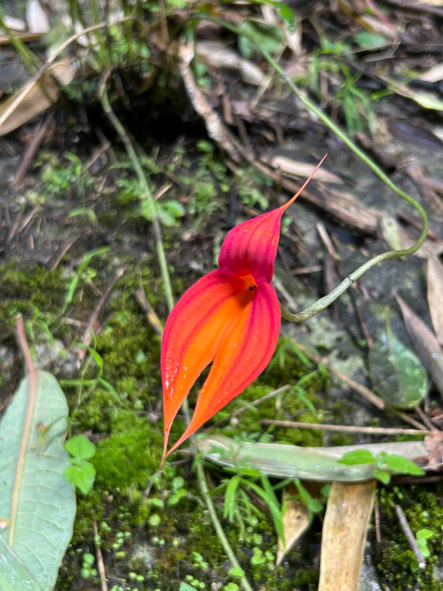image from Masdevallia Veitchiana Records Cluster at Machu Picchu, and One Sits at 3,105 Metres