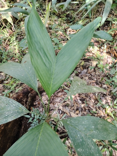 Chamaedorea ernesti-augusti