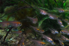 Pempheris klunzingeri