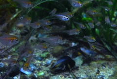 Pempheris klunzingeri