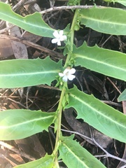 Eremophila debilis