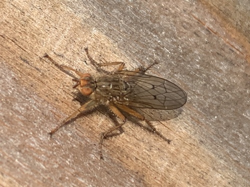 Unknown species found near Mountain View Ct, Fairfield, CA, US