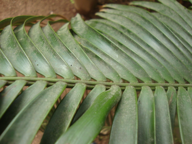 Ceratozamia vovidesii