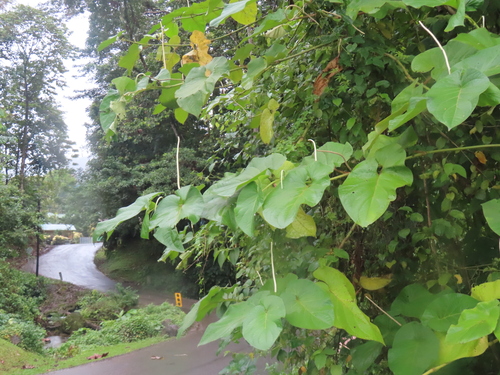 Piper auritum - Whole tree