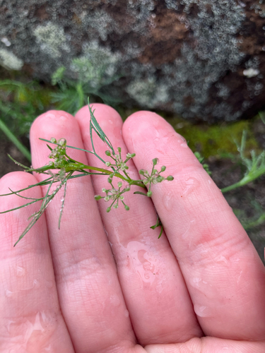 Cyclospermum leptophyllum observed 2026-03-10