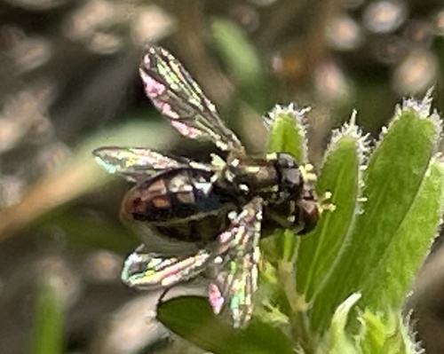 Unknown species found near North Carolina Aquariums, Manteo, NC, US
