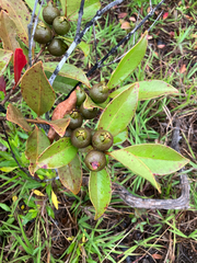 Psidium cattleianum, recorded fruiting