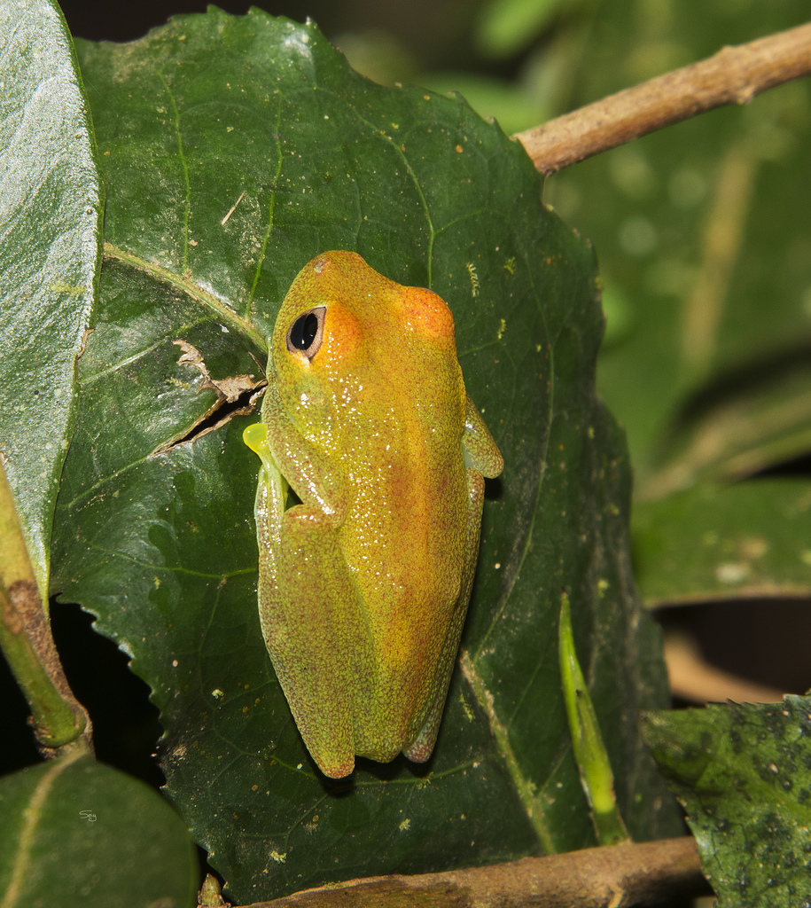 Green Bright-Eyed Frog