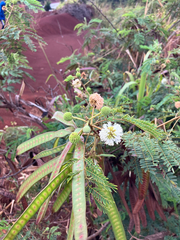 Leucaena leucocephala, recorded fruiting