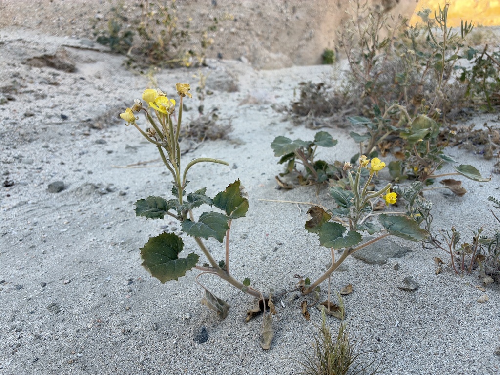 Chylismia cardiophylla; photograph author not stated, no rights reserved