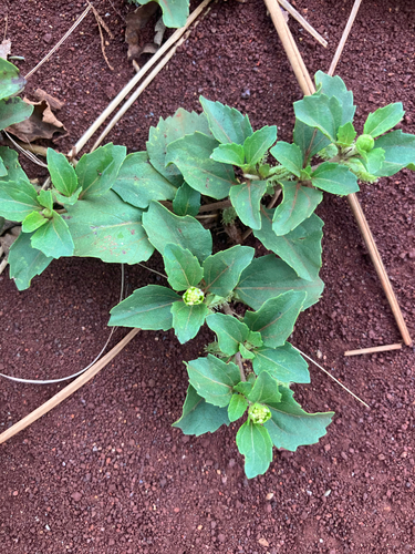 Acanthospermum australe observed 2026-03-10