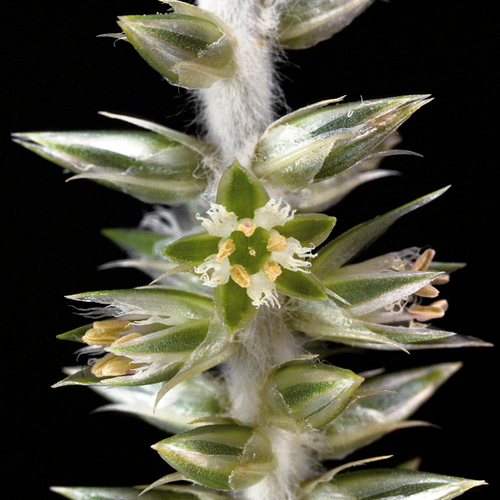 Achyranthes splendens var. rotundata