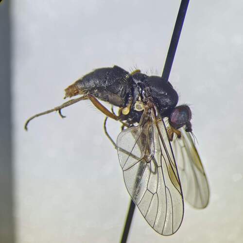 Symphoromyia varicornis