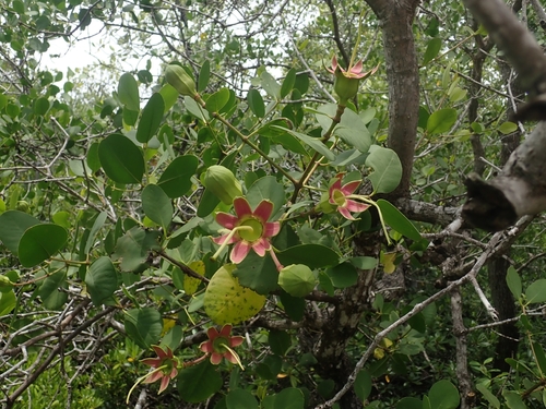 Sonneratia alba