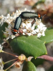 Lytta crotchii