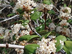 Lytta crotchii