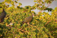 Ducula whartoni