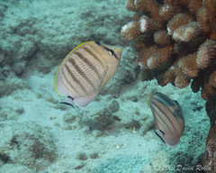 Chaetodon multicinctus