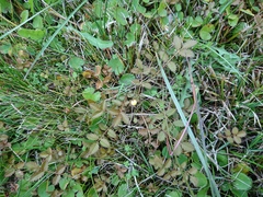 Argentina anserinoides