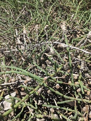 Tecticornia indica