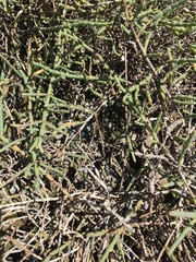 Tecticornia indica