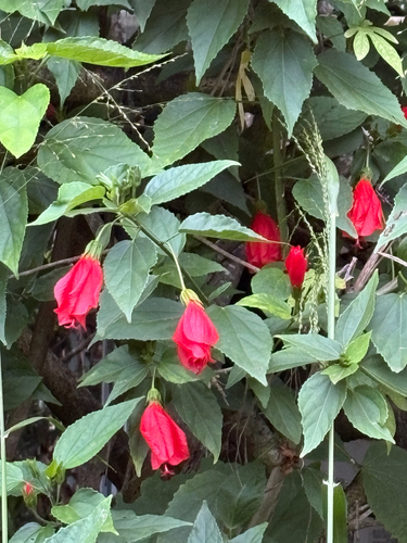 Malvaviscus penduliflorus observed 2026-03-09
