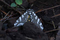 Arachnis zuni