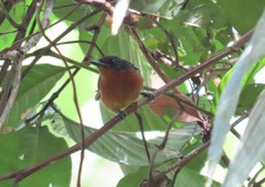 Microrhopias quixensis