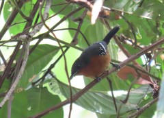 Microrhopias quixensis