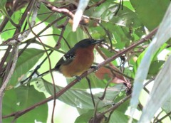 Microrhopias quixensis