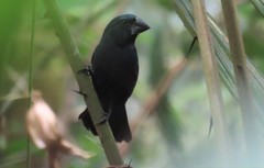 Cyanoloxia cyanoides