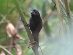 Cyanoloxia cyanoides