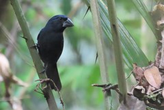 Cyanoloxia cyanoides