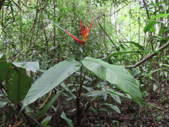 Heliconia wilsonii